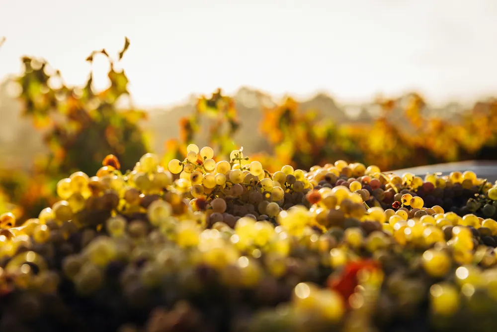 Grappes de raisin blanc mûres, dans la lumière du soir